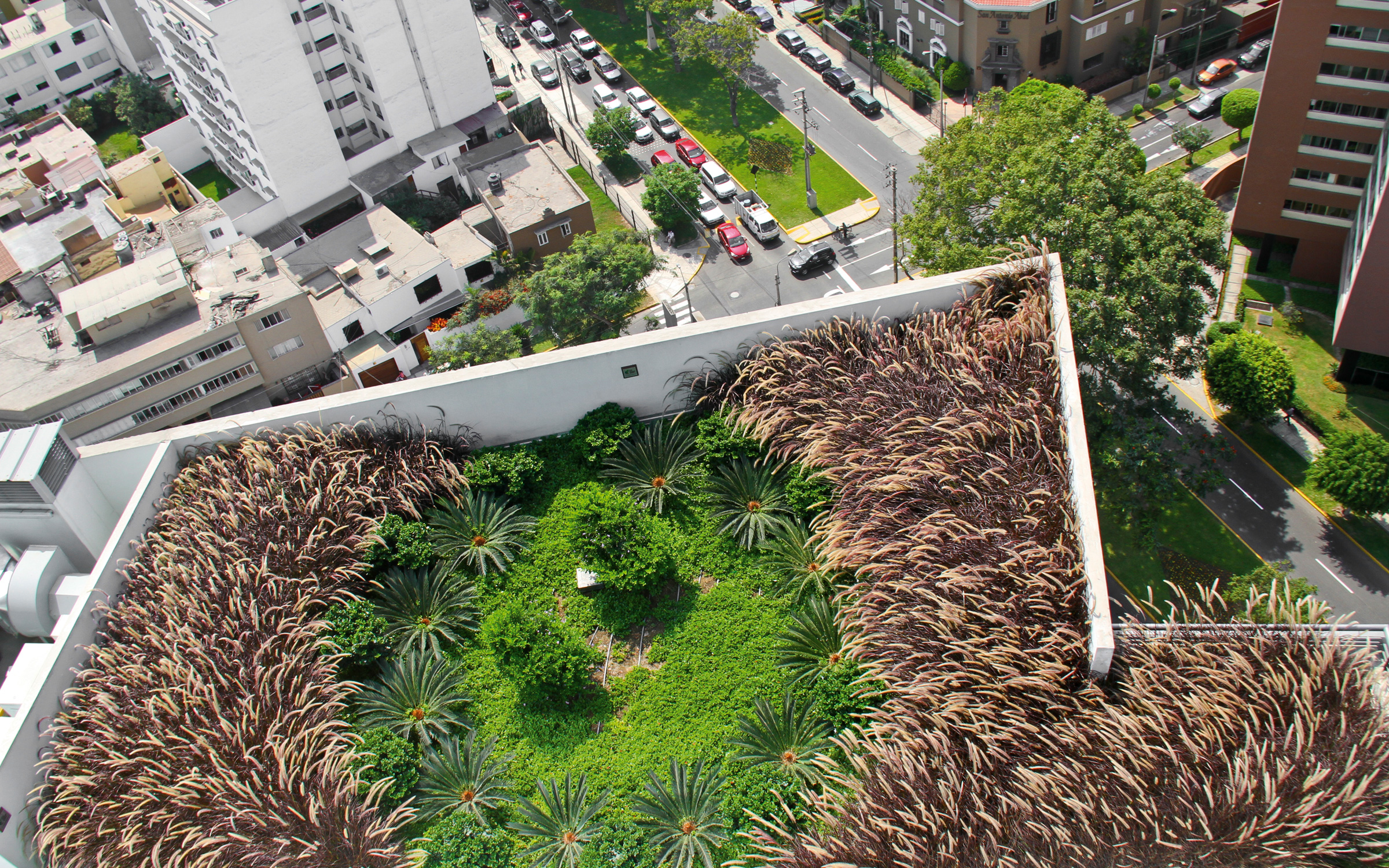 Bird's eye view of a roof garden with ornamental grasses and small palm trees