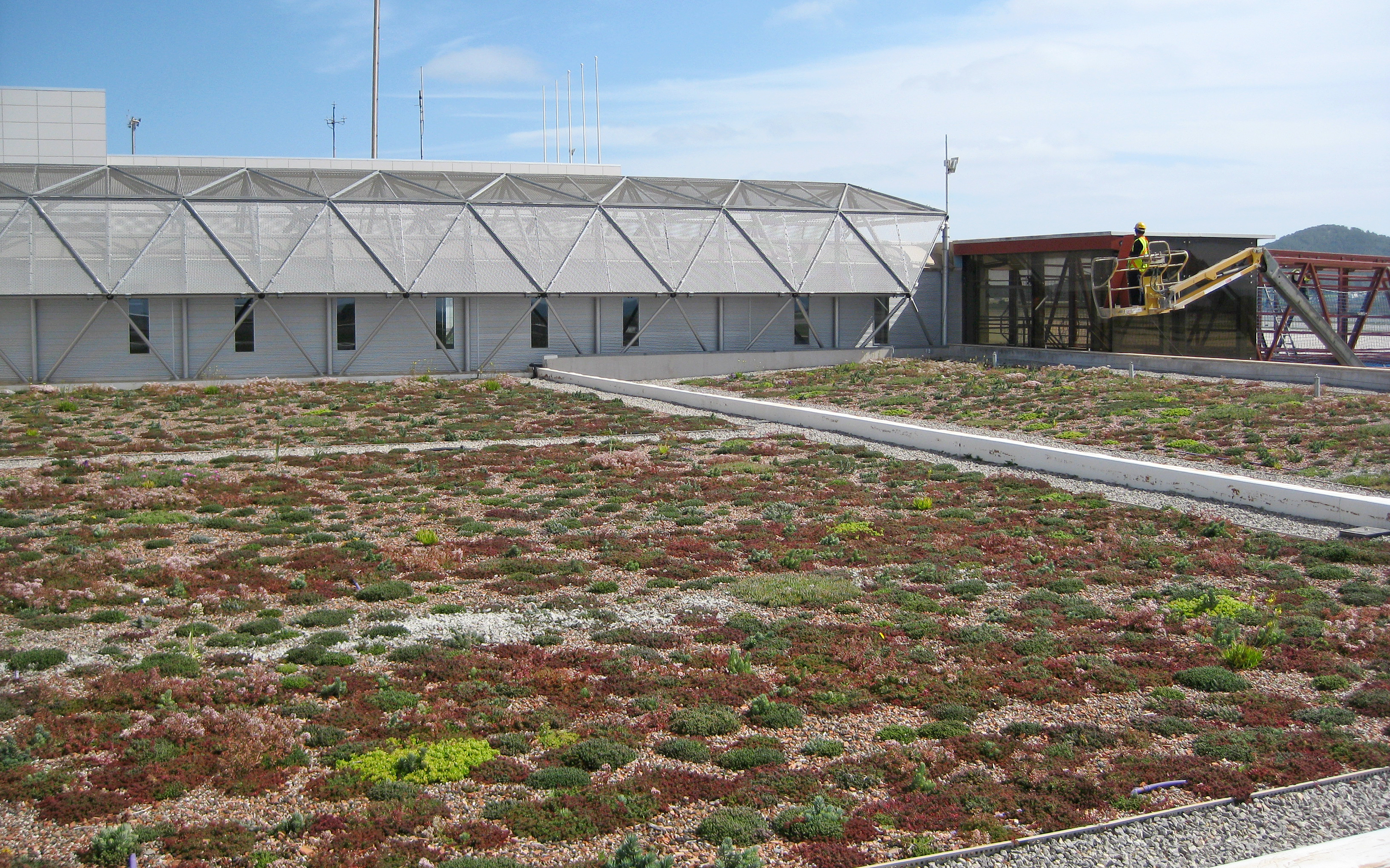 Newly planted green roof 