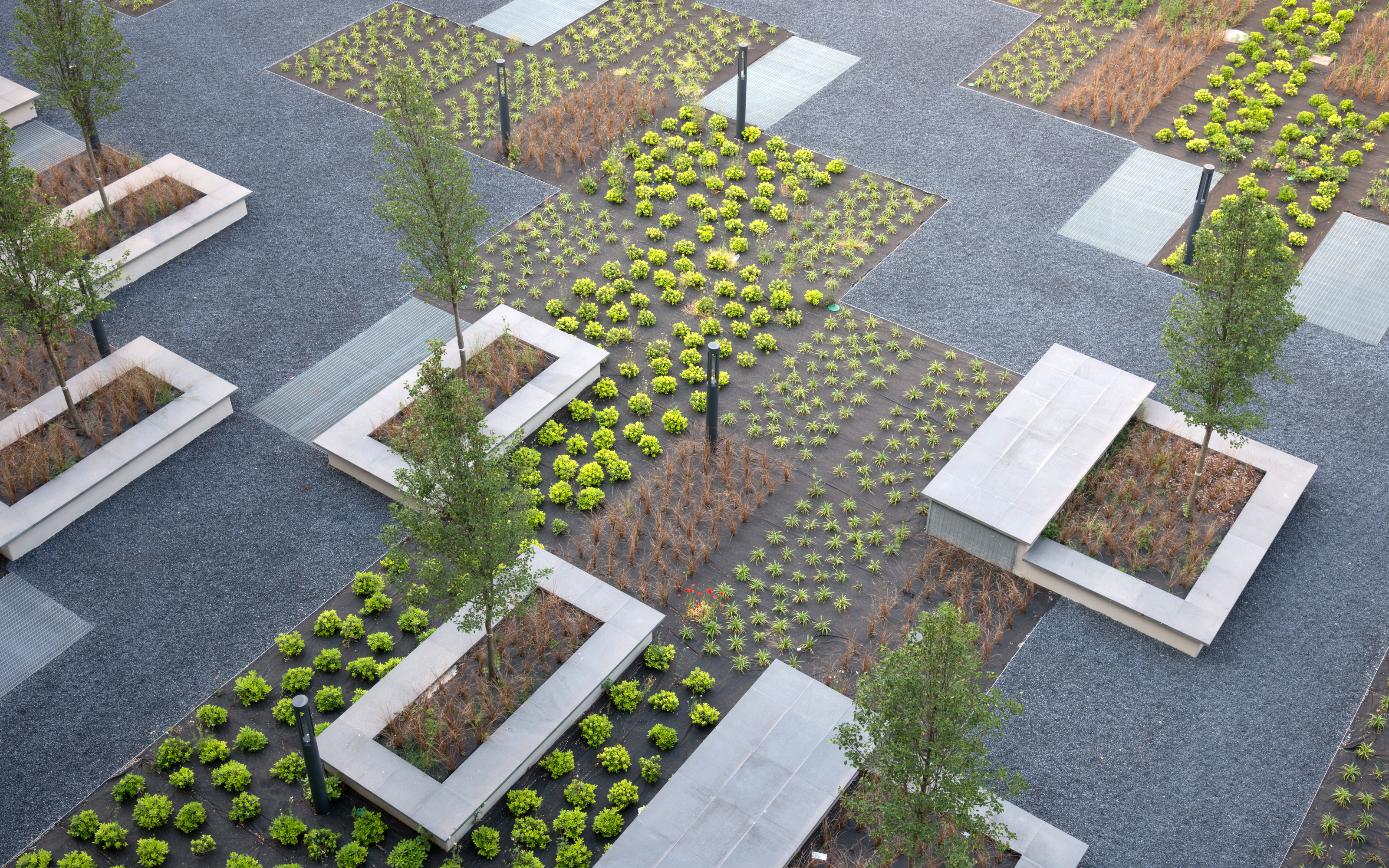 Plant beds with Sedum and small trees between walkways