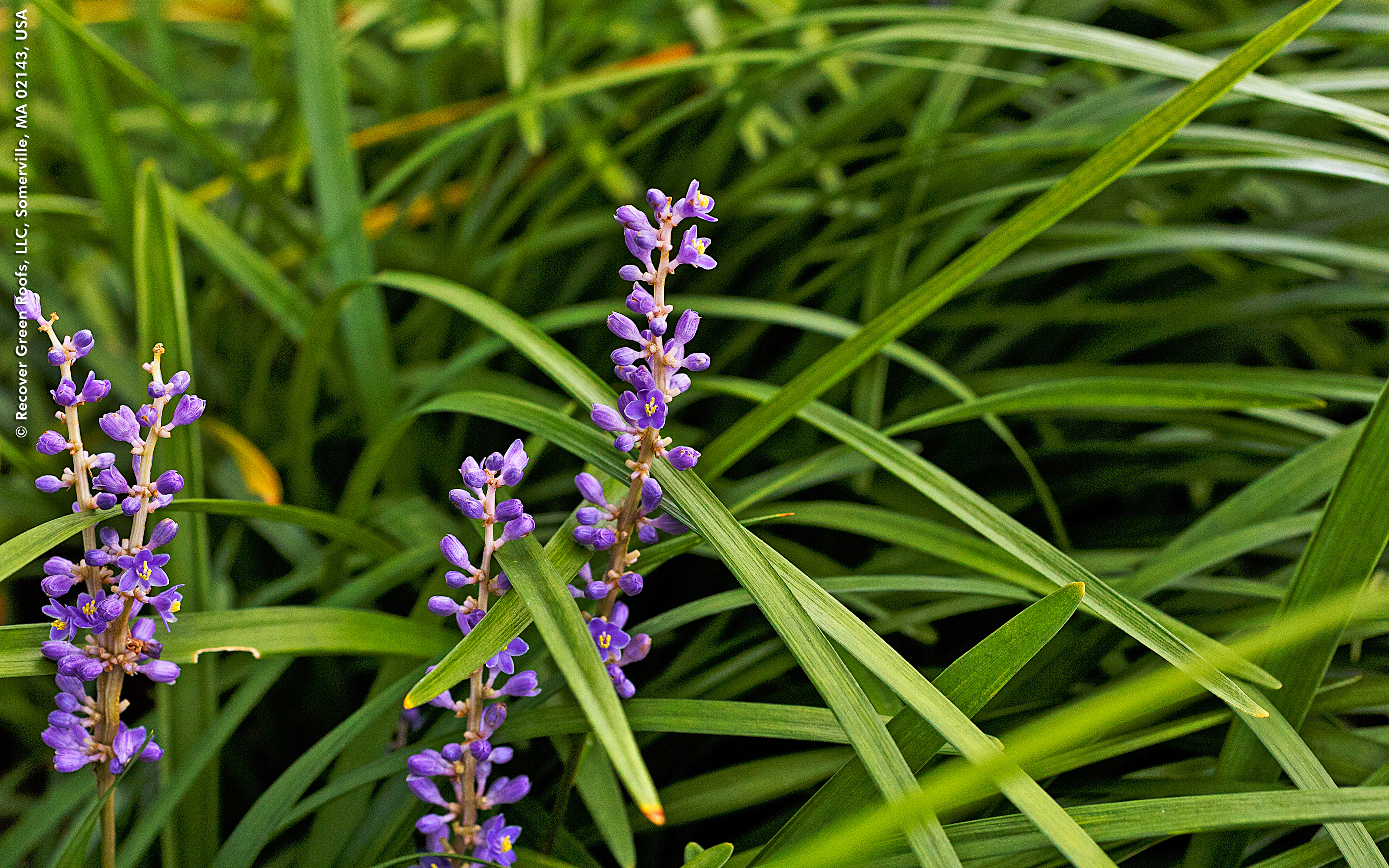 Purple flowers amidst grasses