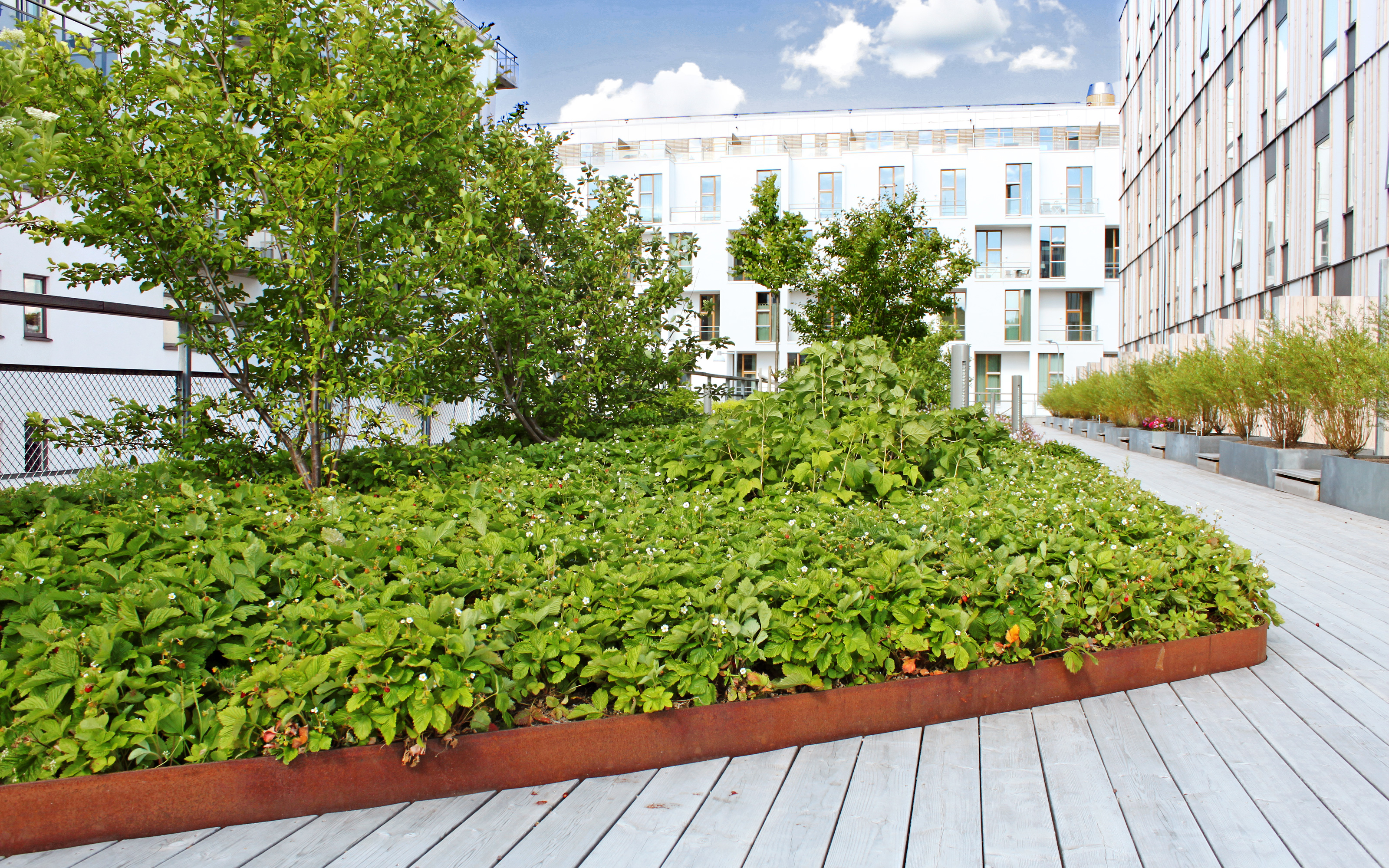 Roof garden with strawberries growing in plantinge beds and wooden decking.