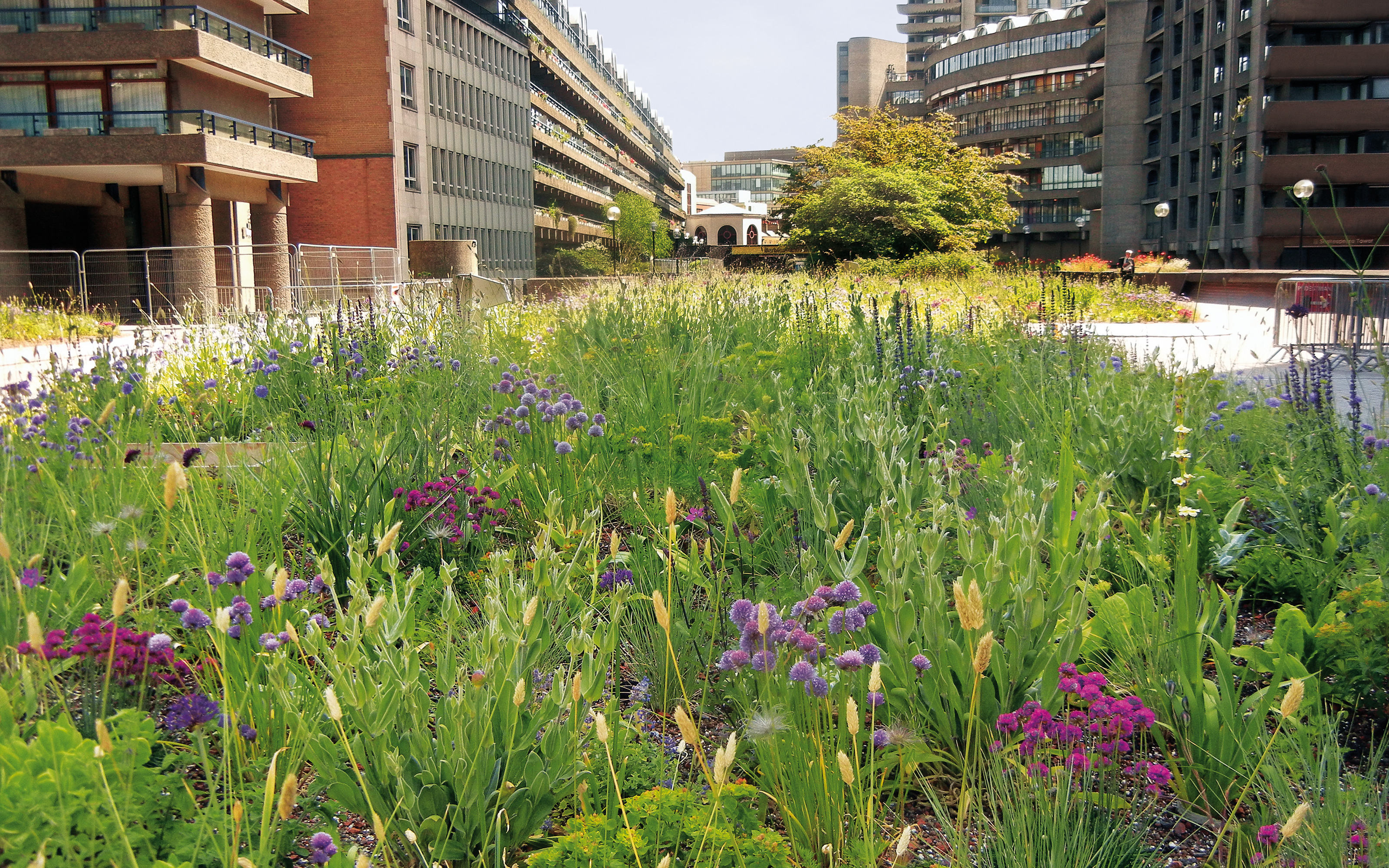 Flowering meadow surrounded by buildings