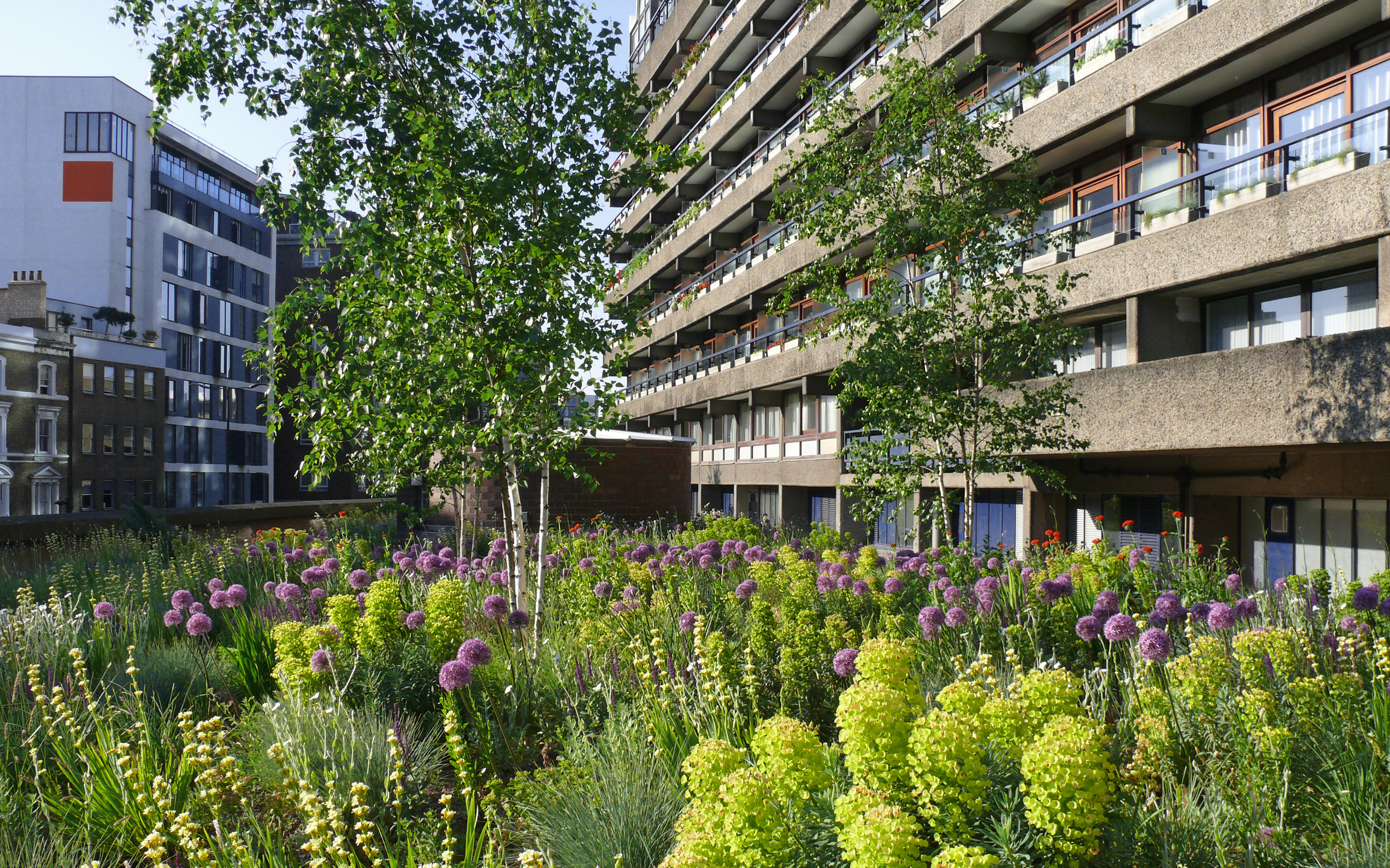 Birch trees amidst flowers and surrounded by residential blocks
