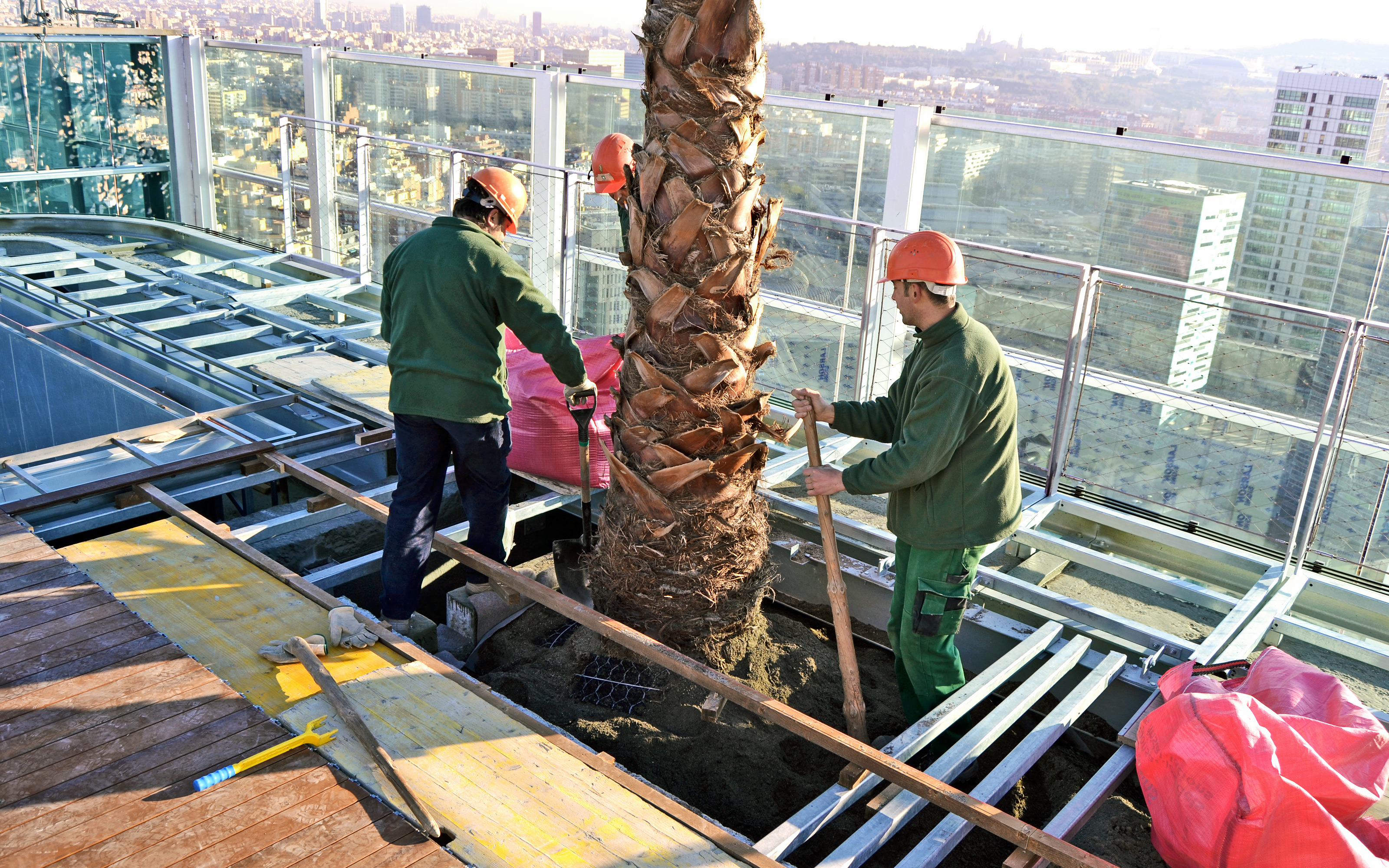 Gardeners positioning a palm tree on a rooftop garden