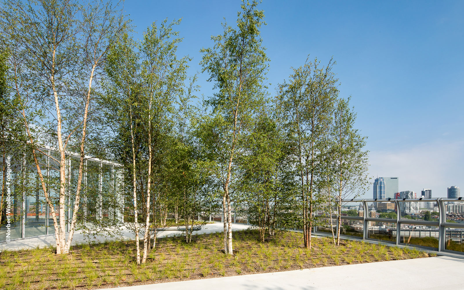 Roof garden with Birch trees and water system pipes