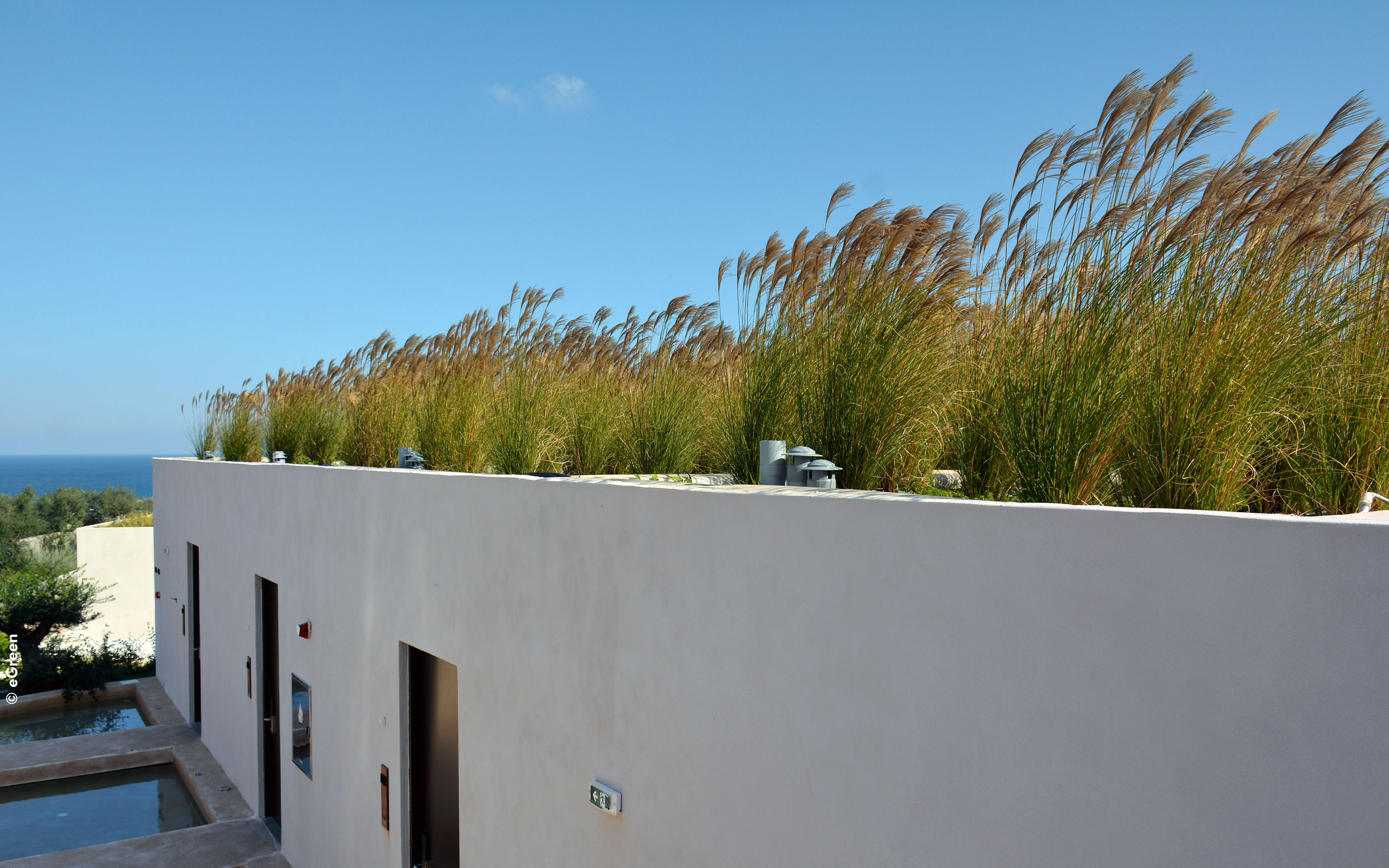 Ornamental grasses on a rooftop
