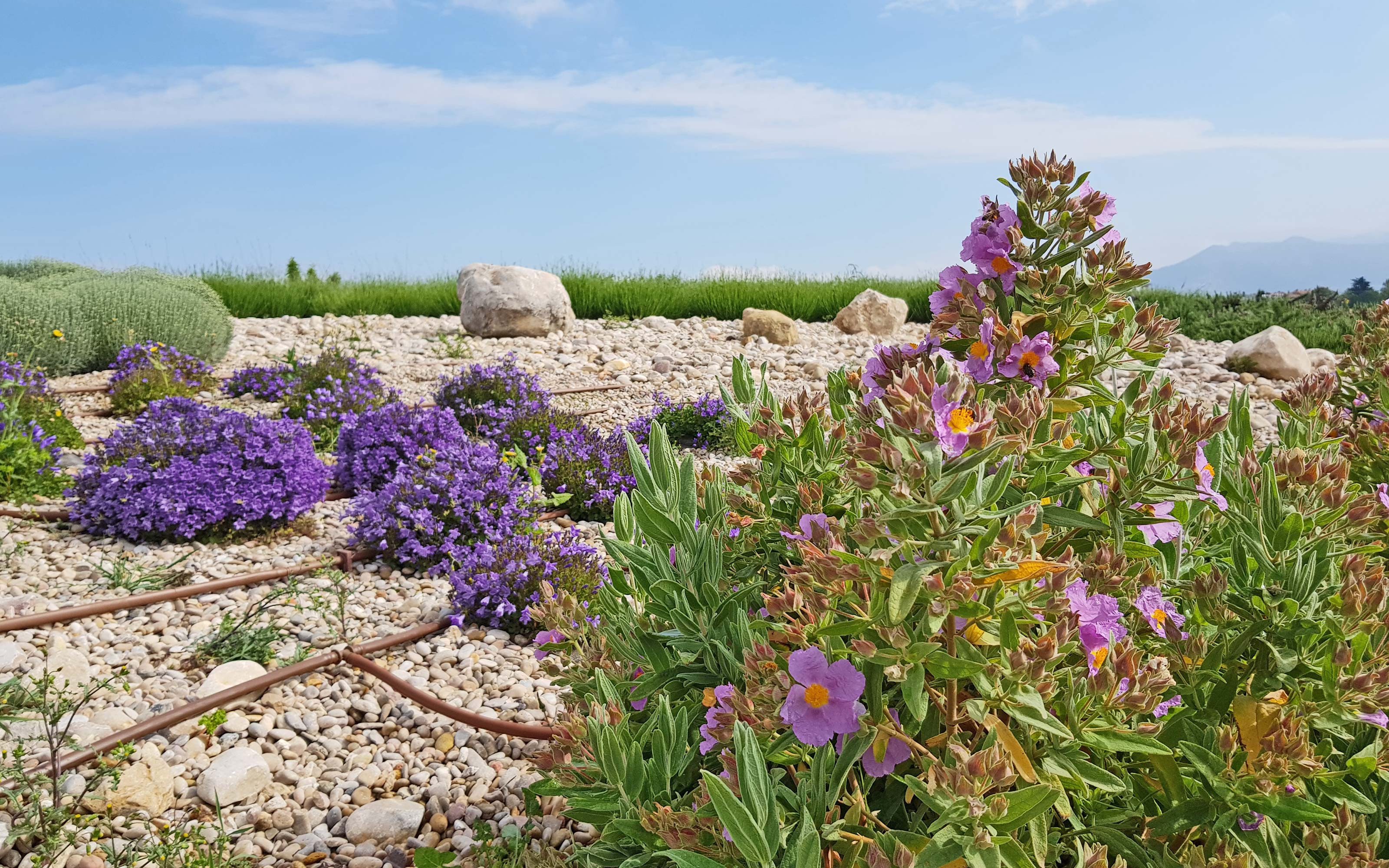 Pitched green roof with irrigation pipes, purple and pink flowers