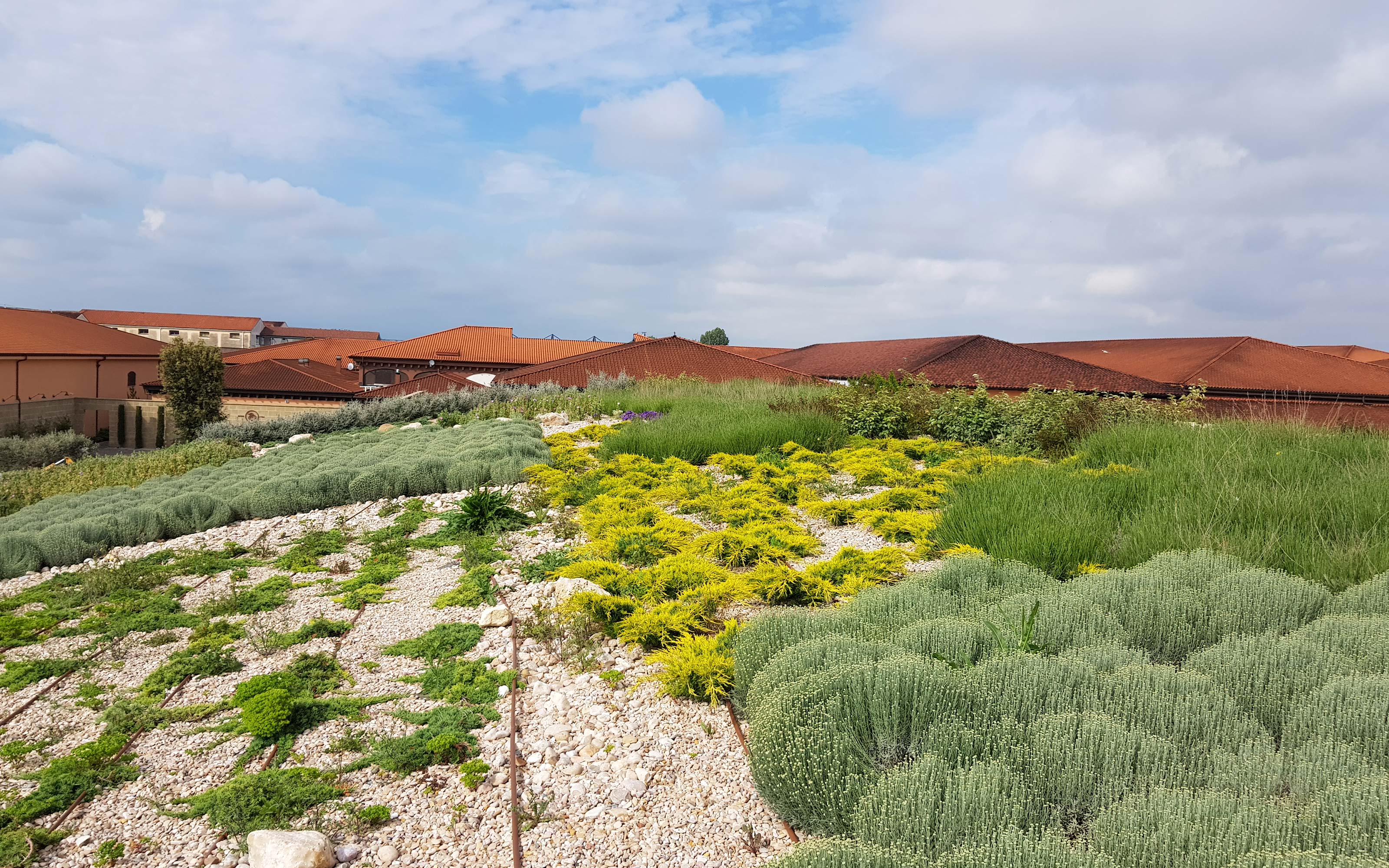 Pitched green roof with mediterranean vegetation