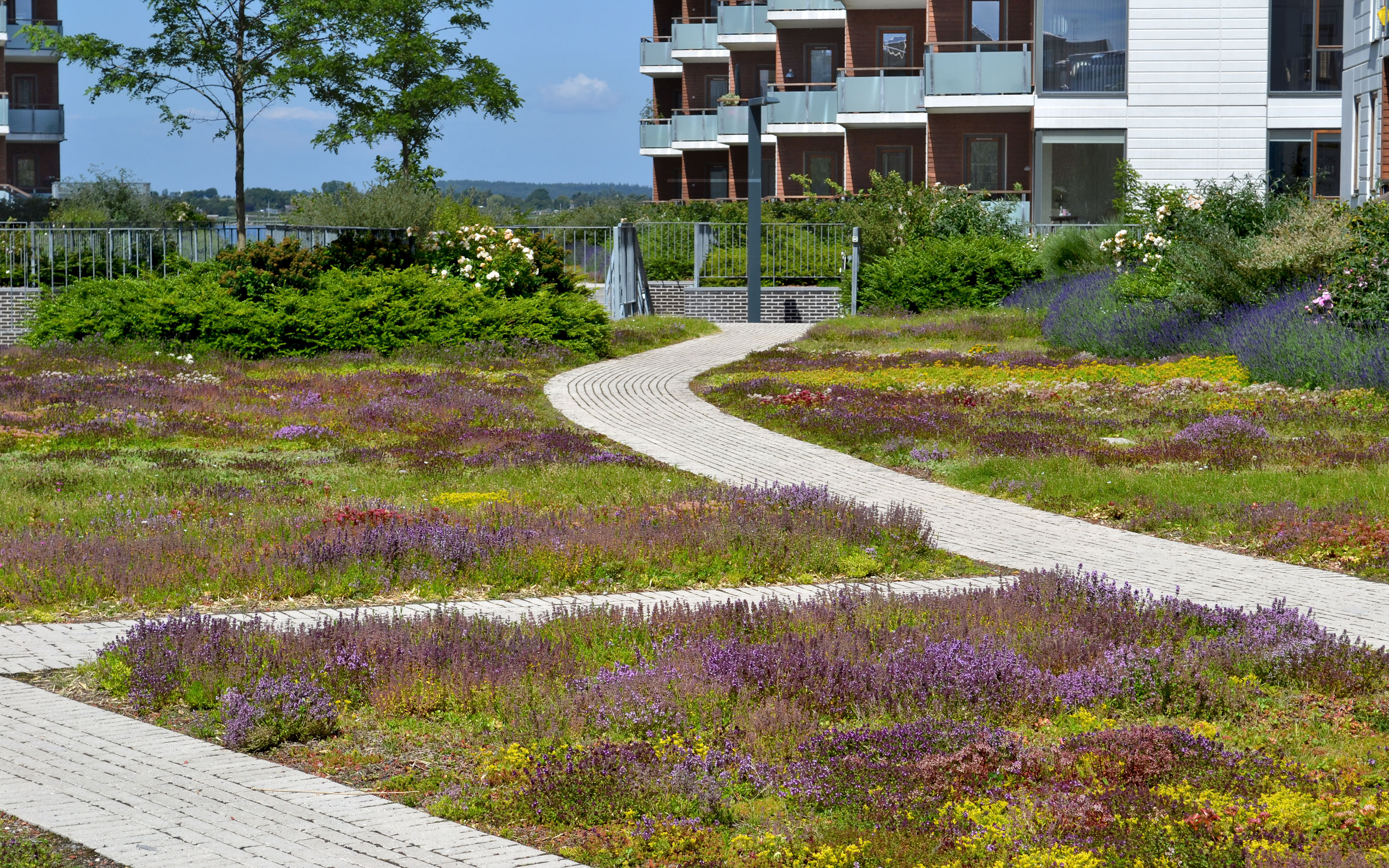 Green roof with perennials and pathways