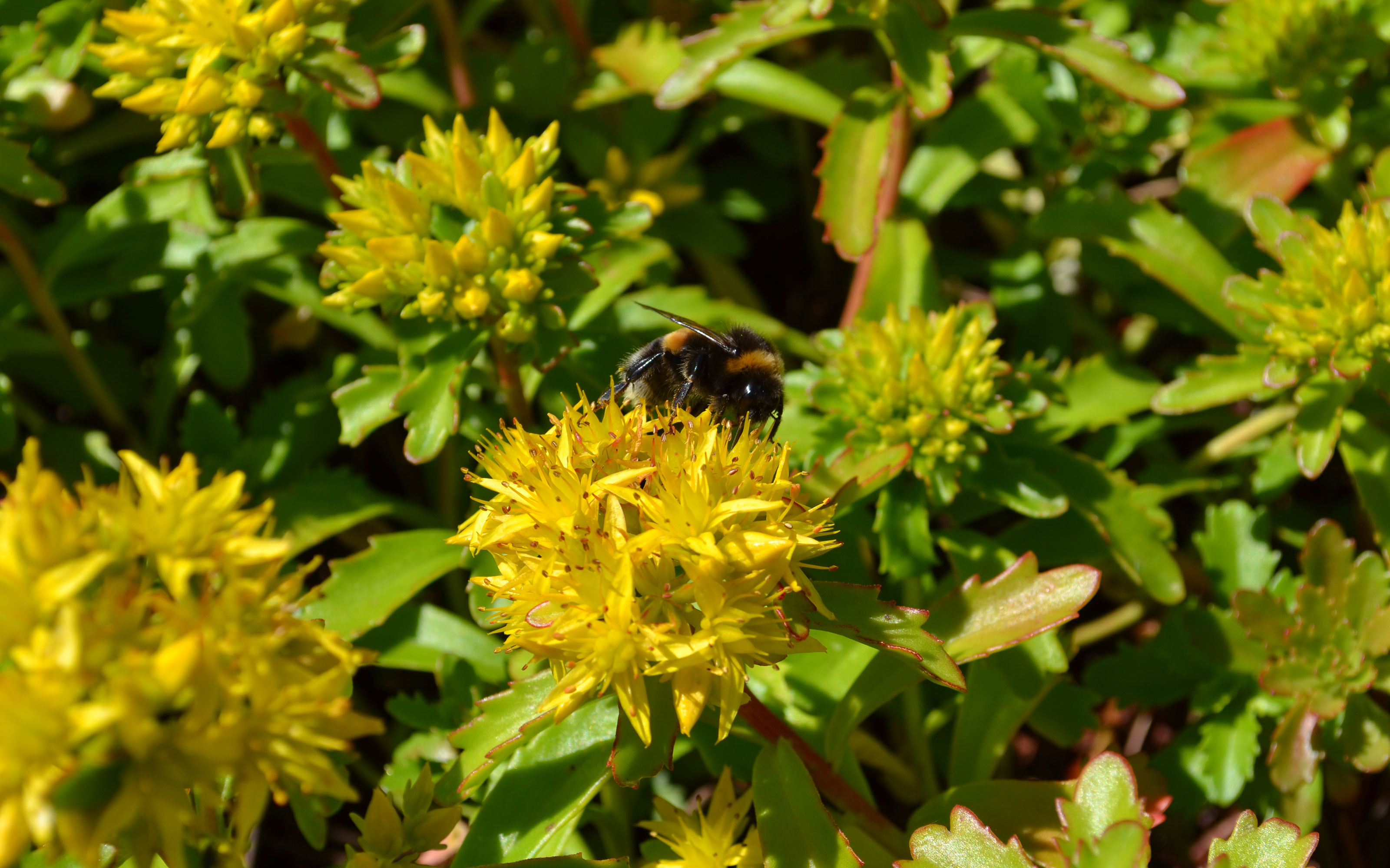 Bumble bee on Sedum flowers
