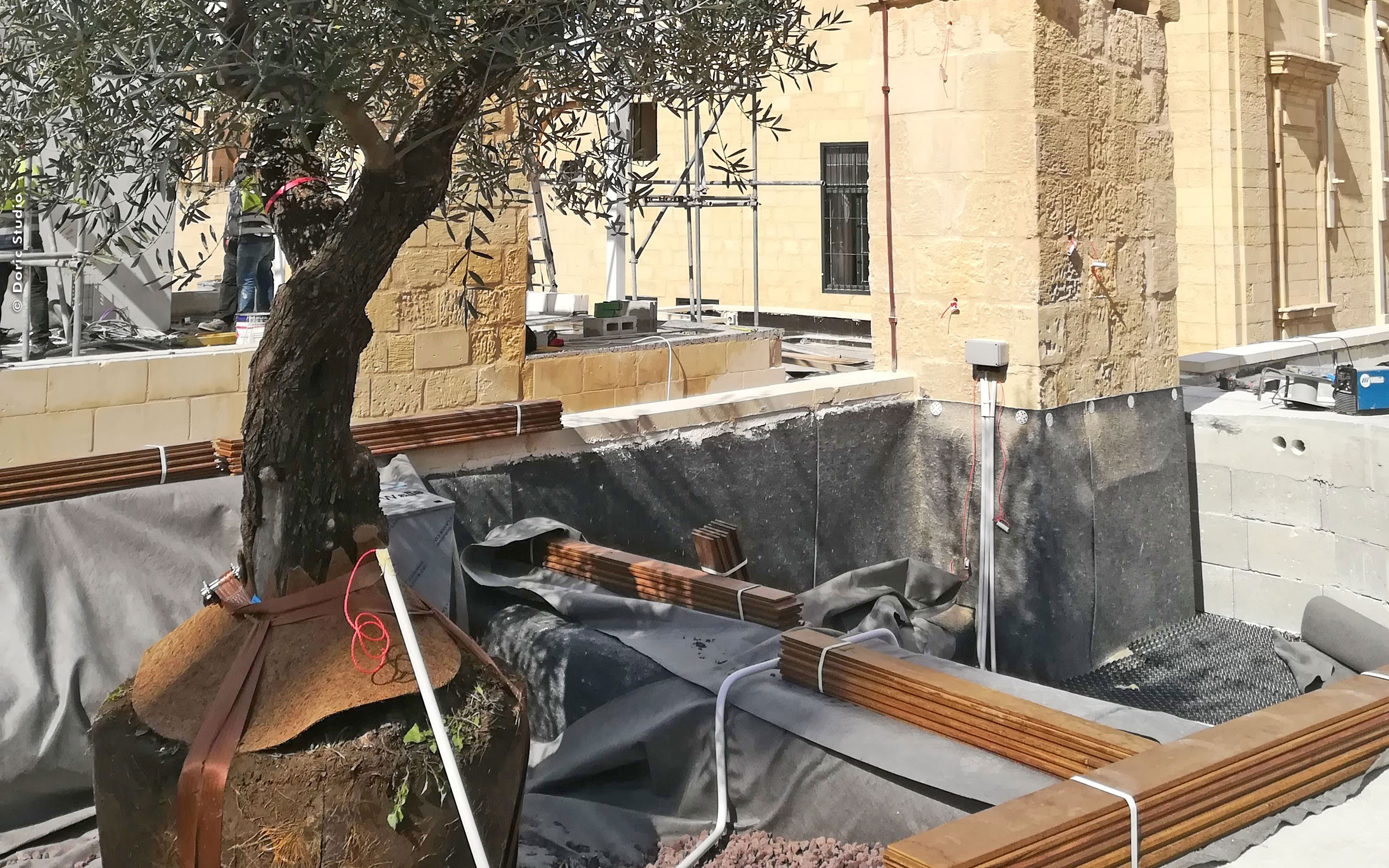 An olive tree with the tree anchor system Robafix®