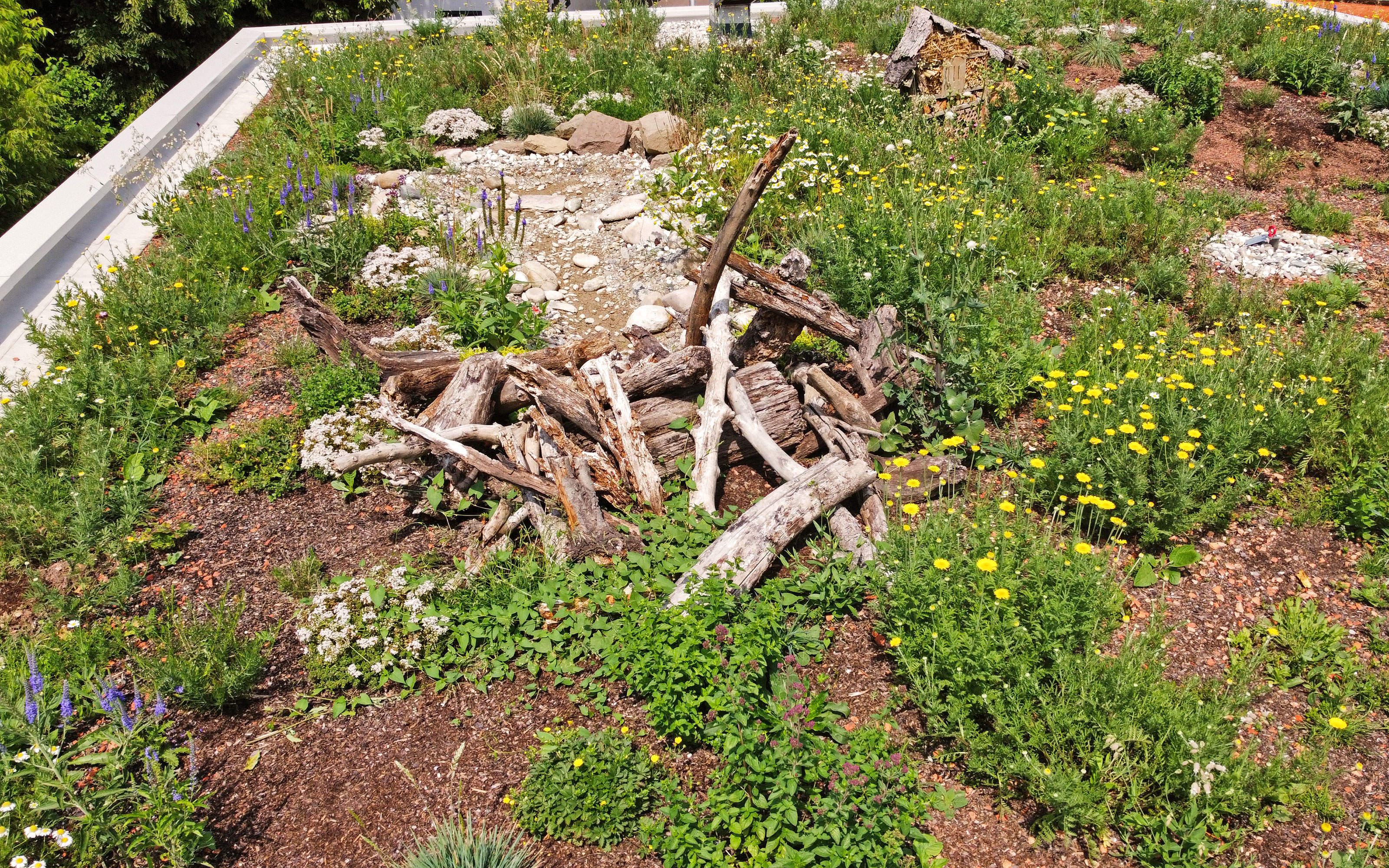 Green roof with deadwood and stony areas