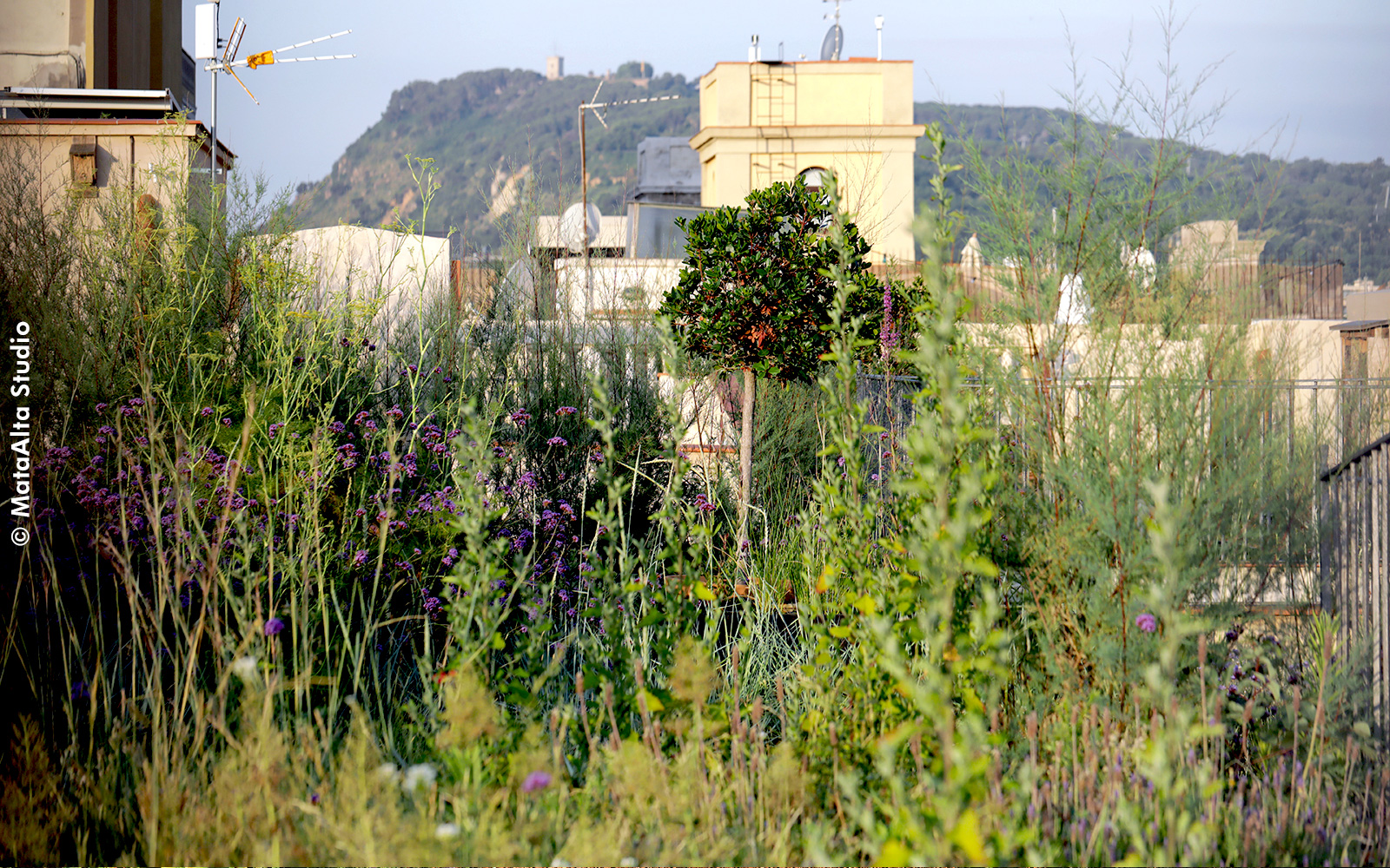 Wild vegetation on a rooftop