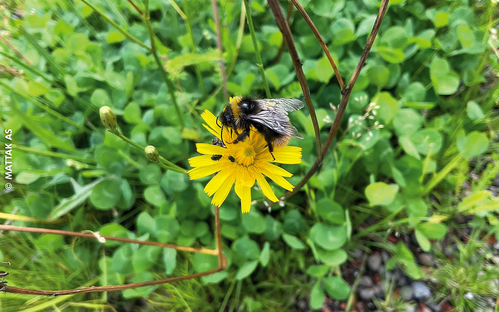 Bumblebee on Hieracium 