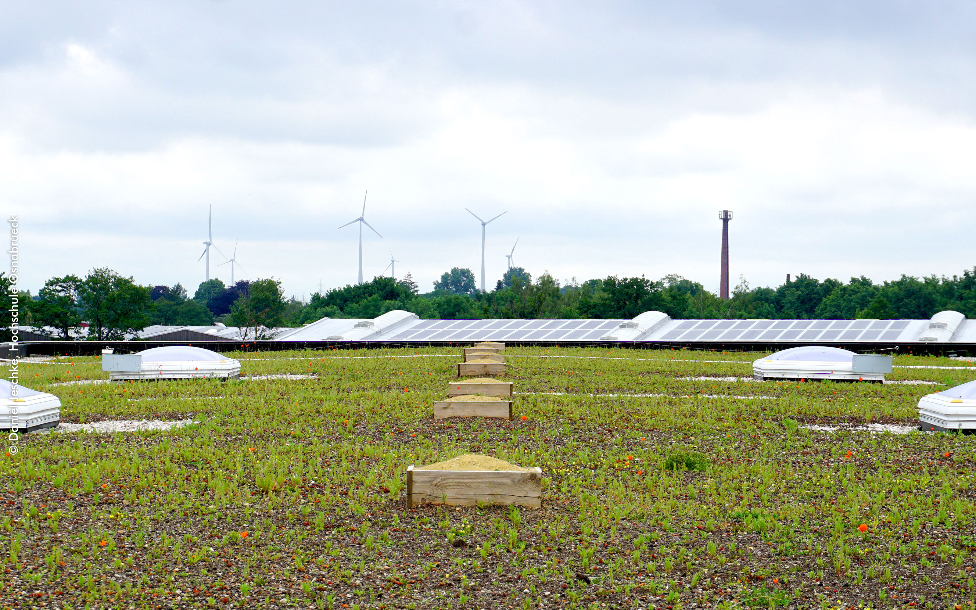 Green roof with skylights