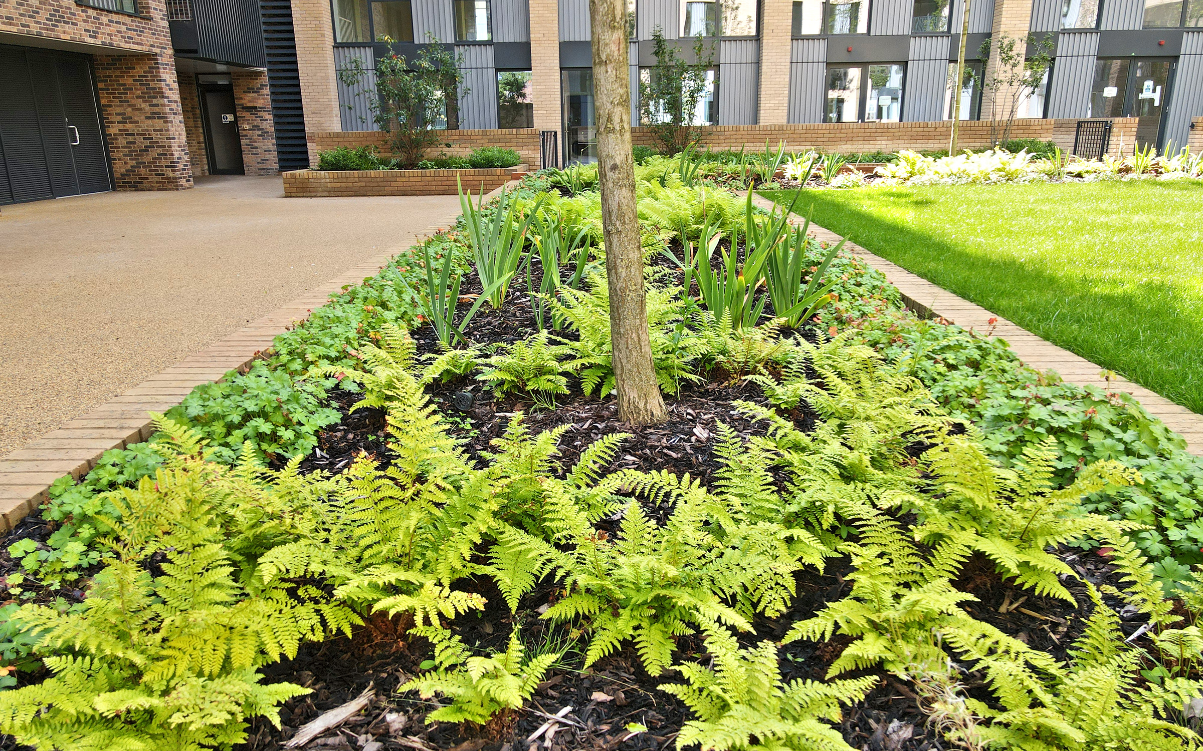 Courtyard with ferns, lawn and small trees