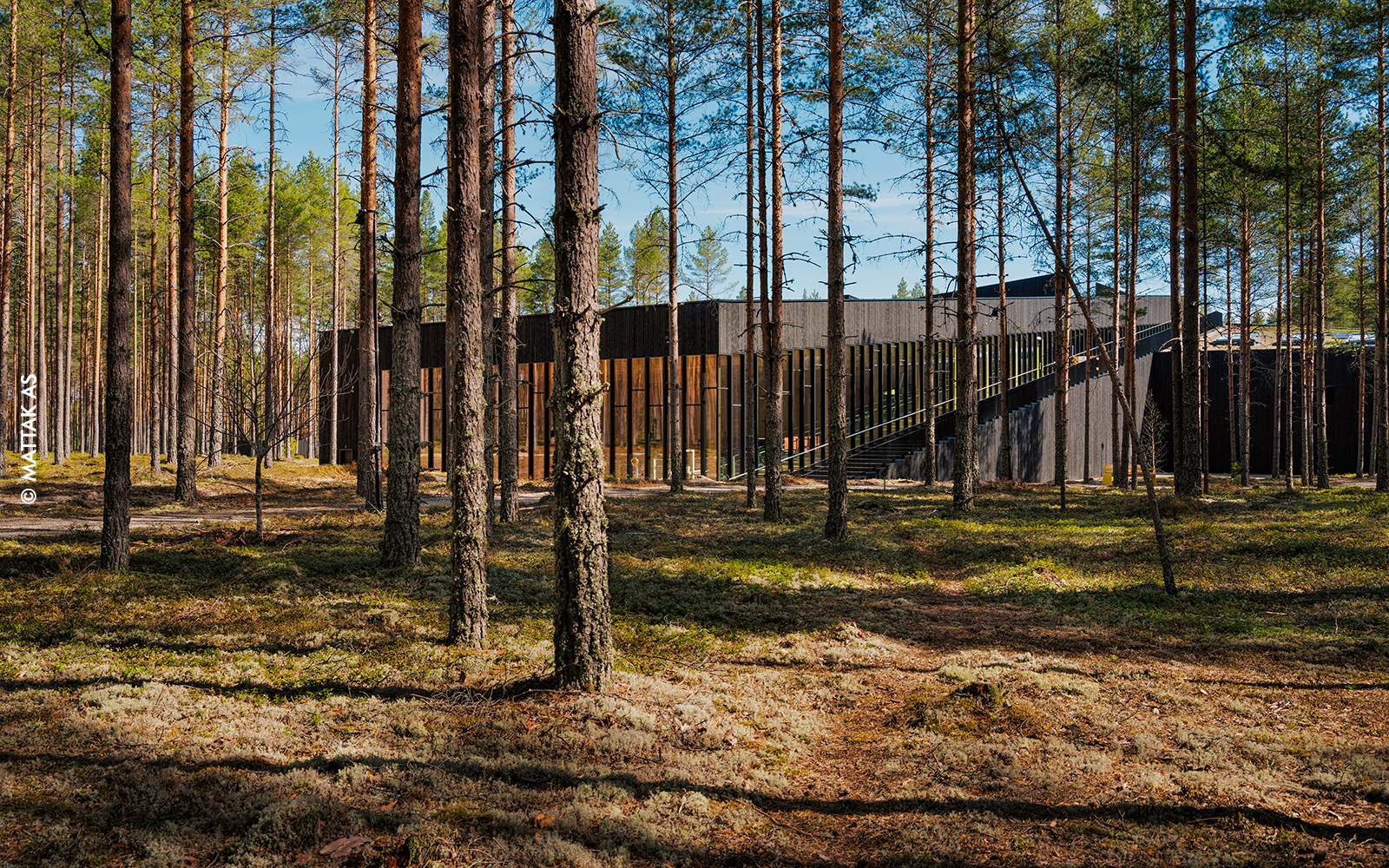 Building in the middle of a pine wood