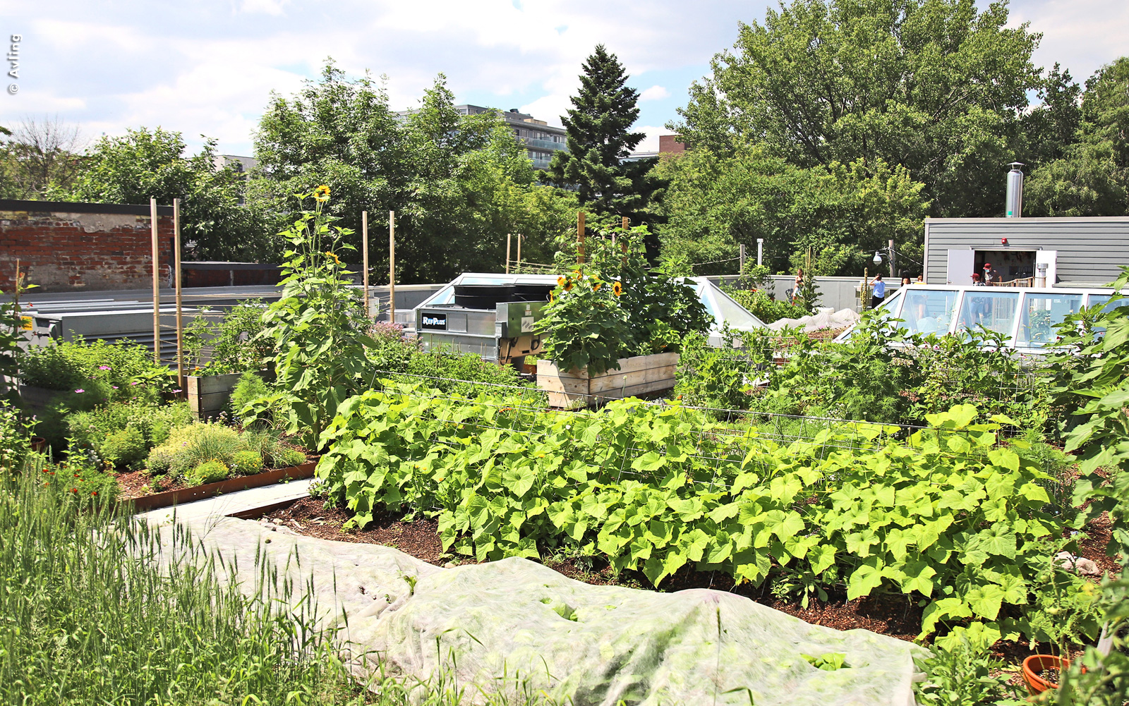Vegetable plot