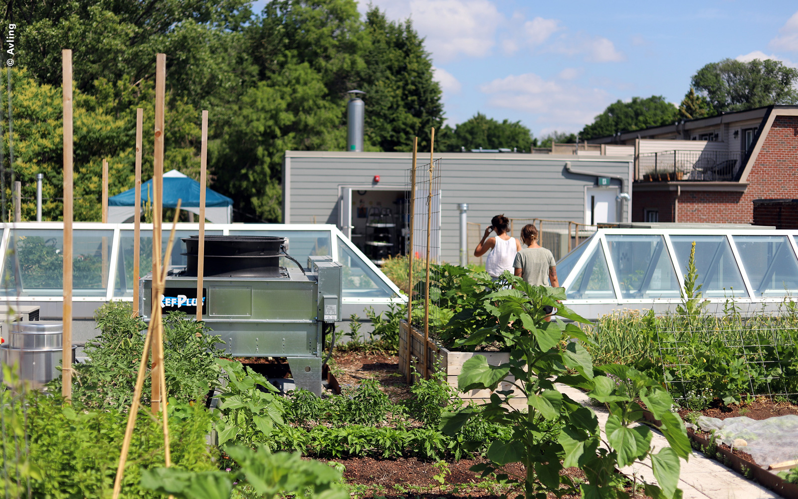 Vegetable garden with raised beds