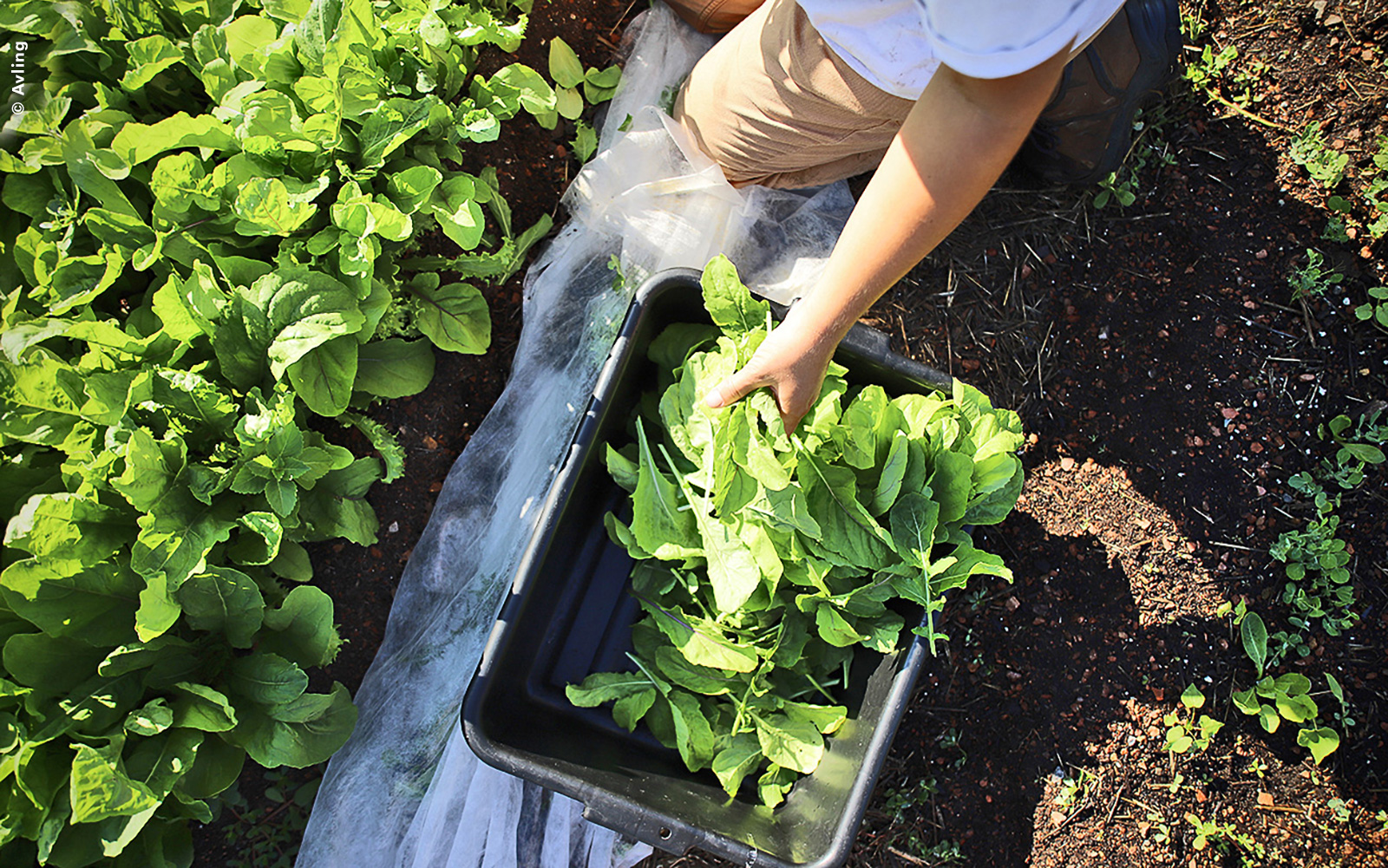 Lettuce is being harvested