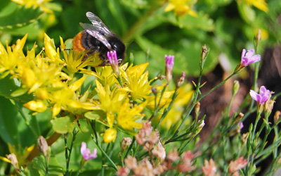 Bumblebee on Sedum