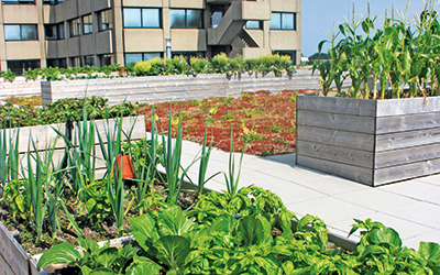 Rooftop garden