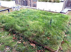 Green roof