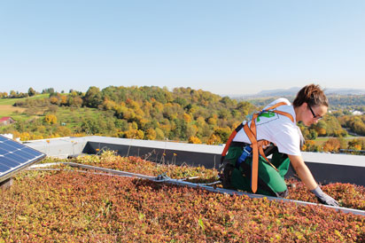 Gardener with fall protection on a green roof