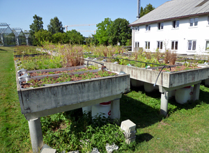 Plant trials with grey water