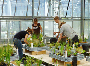 Plant trials with grey water