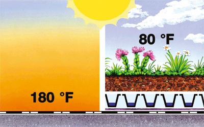 Temperature on a green roof compared to a bitumen roof