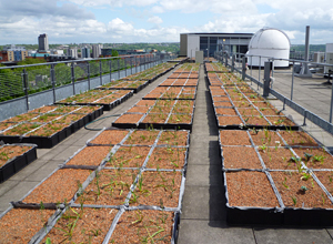 Research on individual layers of a green roof system build-up