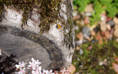 Ladybug on deadwood