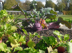 Application examples on the topic of urban farming 