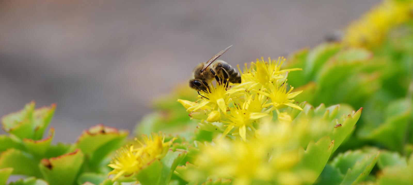 Bee on Sedum plant