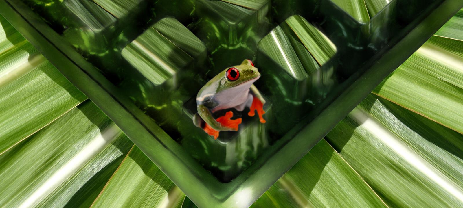 Frog sitting on a drainage element covered with sugar cane leaves