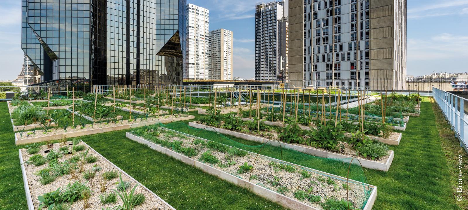 Green roof with lawn and vegetable patches surrounded by scyscrapers