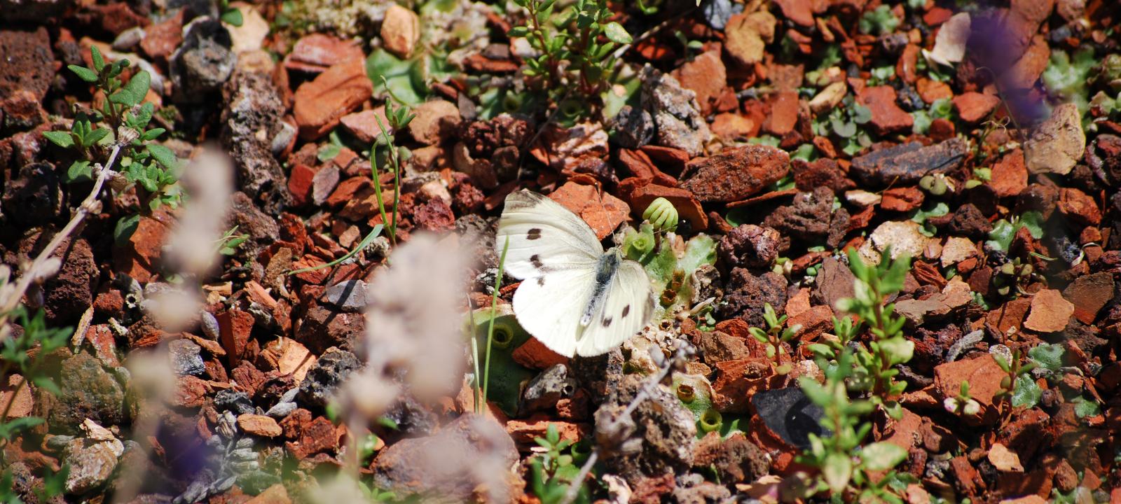 Butterfly on substrate