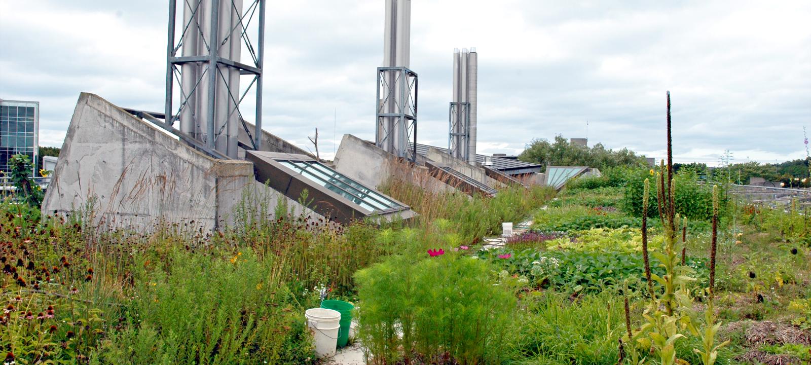 Urban rooftop farming