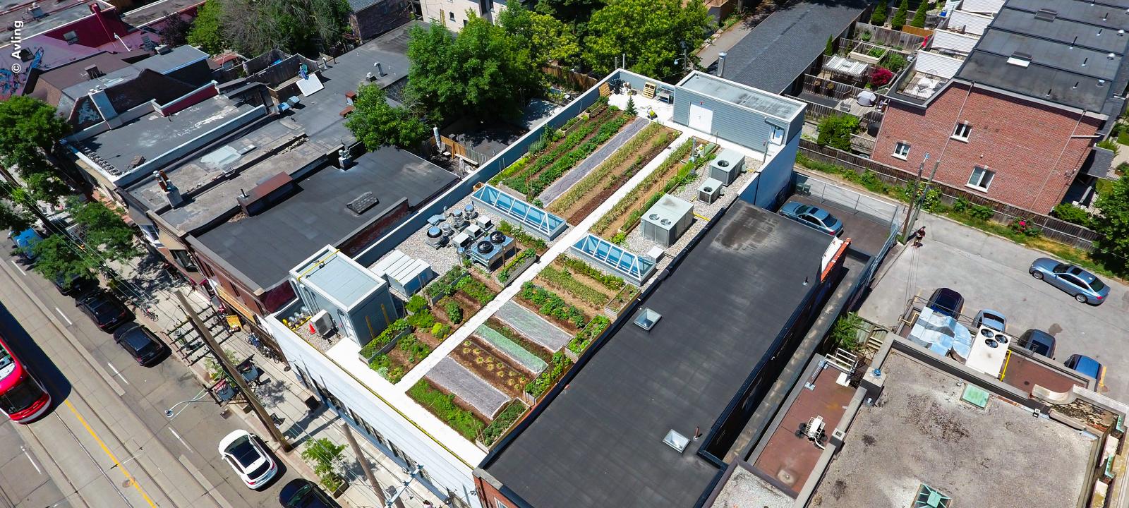 Bird's eye view onto a green roof