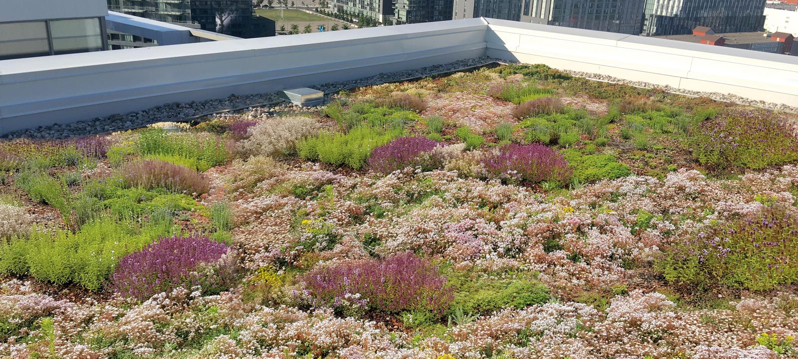 Green roof in the city