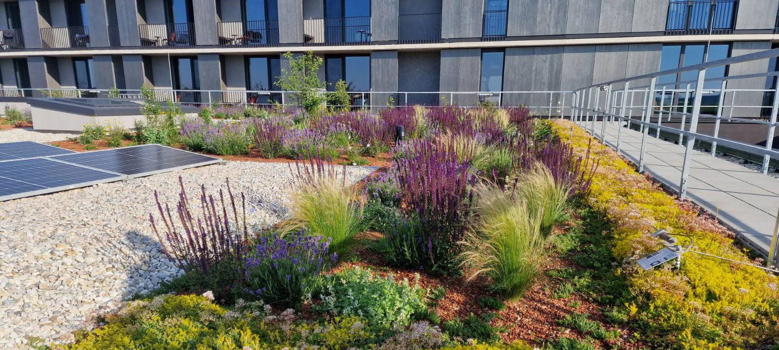 Extensive green roof