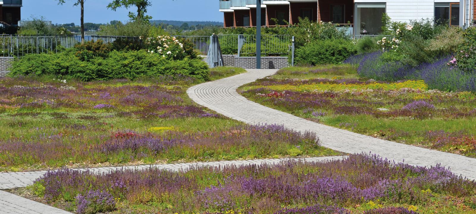 Heather with Lavender | Zinco Green Roof Systems