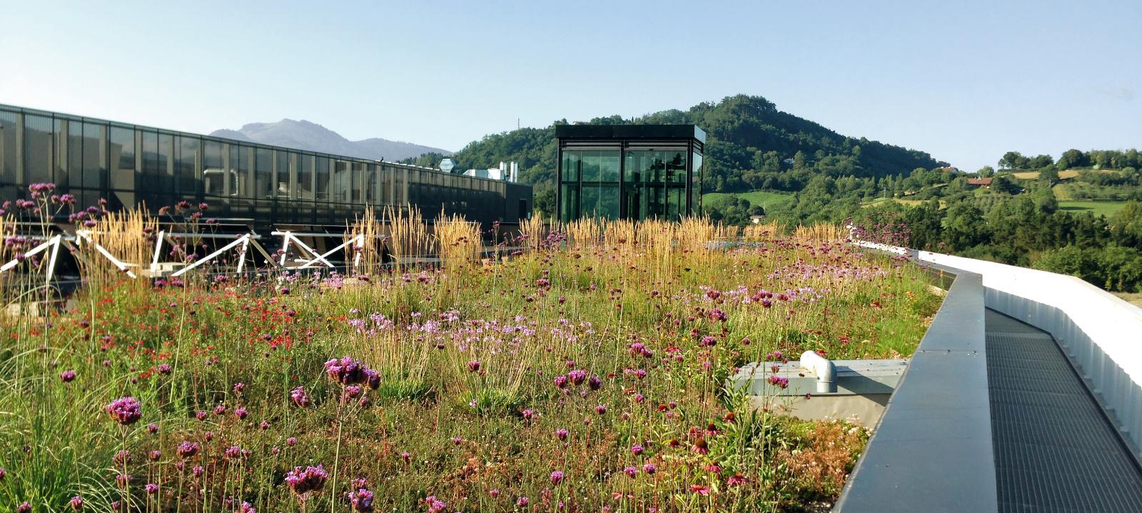 Extensive green roof
