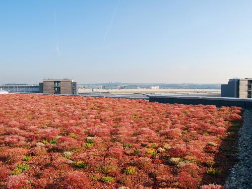 Large green roof area with sedum