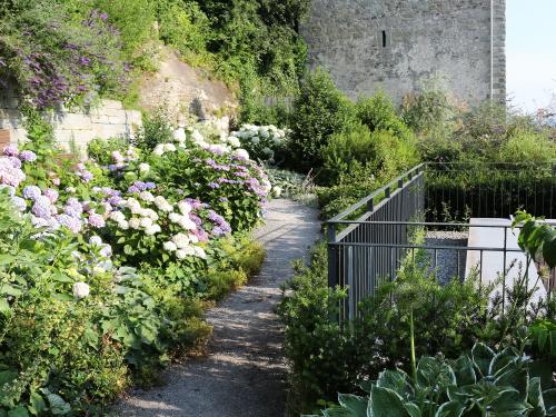 Pathway lined with numerous Hydrangeas