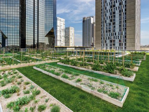 Green roof with lawn and vegetable patches surrounded by scyscrapers
