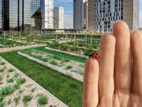 Hand with a ladybird in front of a roof garden
