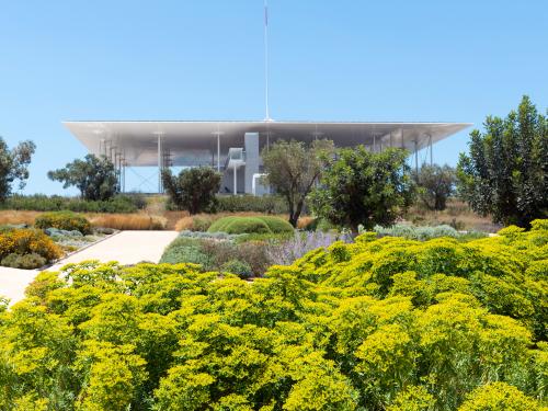 Green roof with olive trees and flowering shrubs and herbs