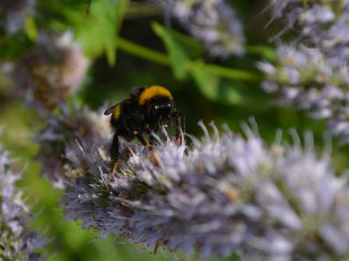 Bumblebee on flowering herbs